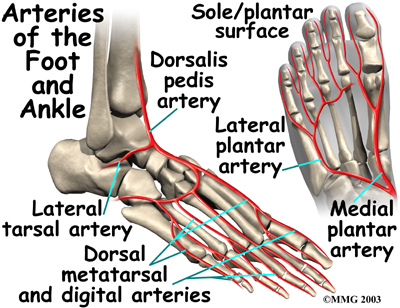 Arteries Entering the Foot