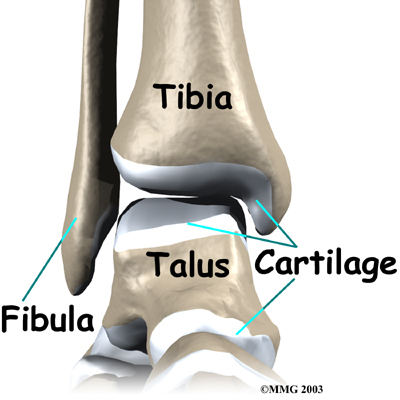 Ankle Anatomy - Be In Motion Physiotherapy