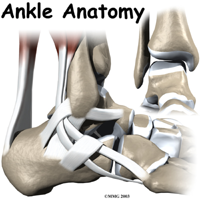 Introduction to Ankle Issues