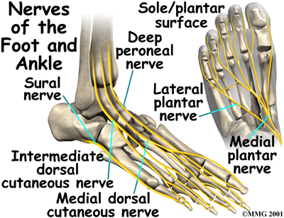 Nerves on Front and Outer Edge