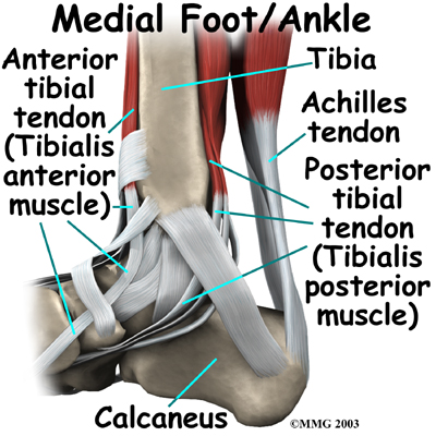 Posterior Tibial Tendon 