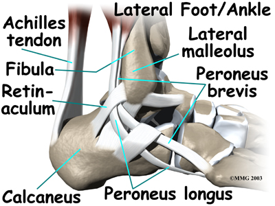 Posterior Tibial Tendon 