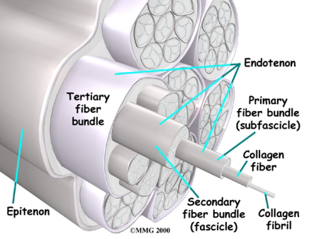 Where does tendonitis develop